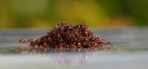 Ants clump together to form a floating raft.